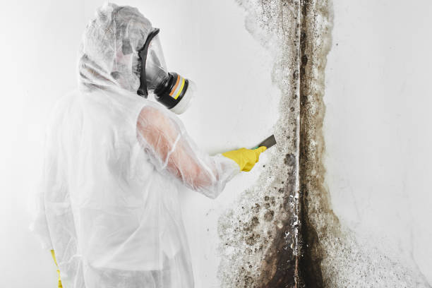 Professional Mold Remediation in Fulton, MO